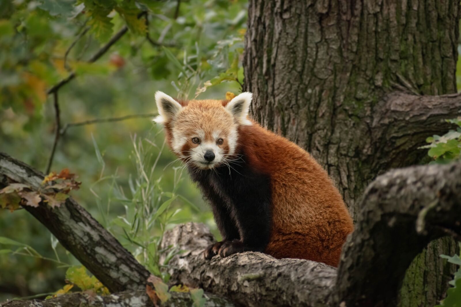 Nikon D5600 sample photo. Animal, panda, red photography