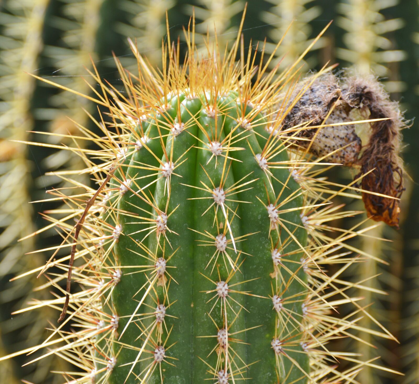 Nikon D3200 sample photo. Cactus, spur, green photography