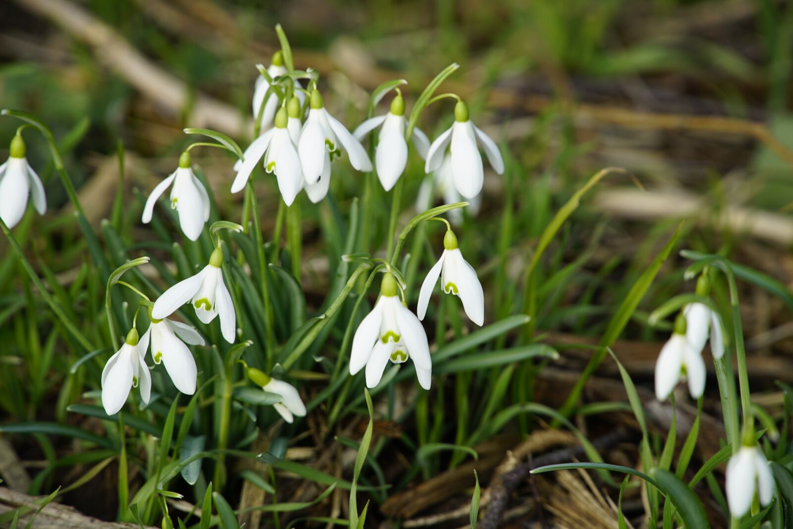 Sony a7R II + Sony E PZ 18-105mm F4 G OSS sample photo. Snowdrops, snow, drops photography