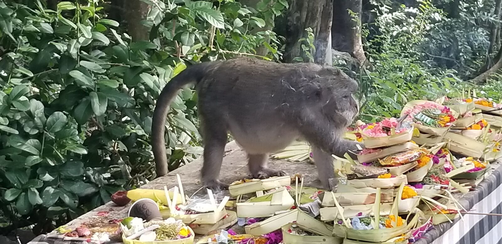 Samsung Galaxy S8+ sample photo. Bali, monkey, wildlife photography