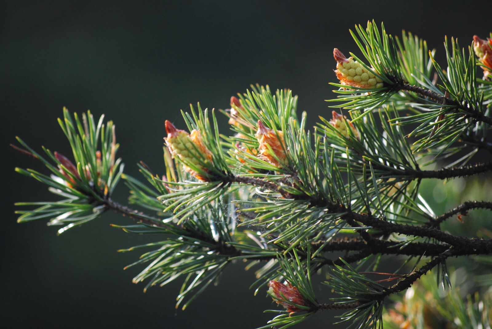 Nikon D40X sample photo. Pine, forest, tree photography