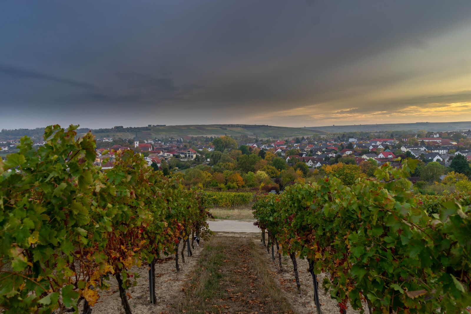 Sony a7 + Sony FE 28mm F2 sample photo. Village, vineyards, landscape photography