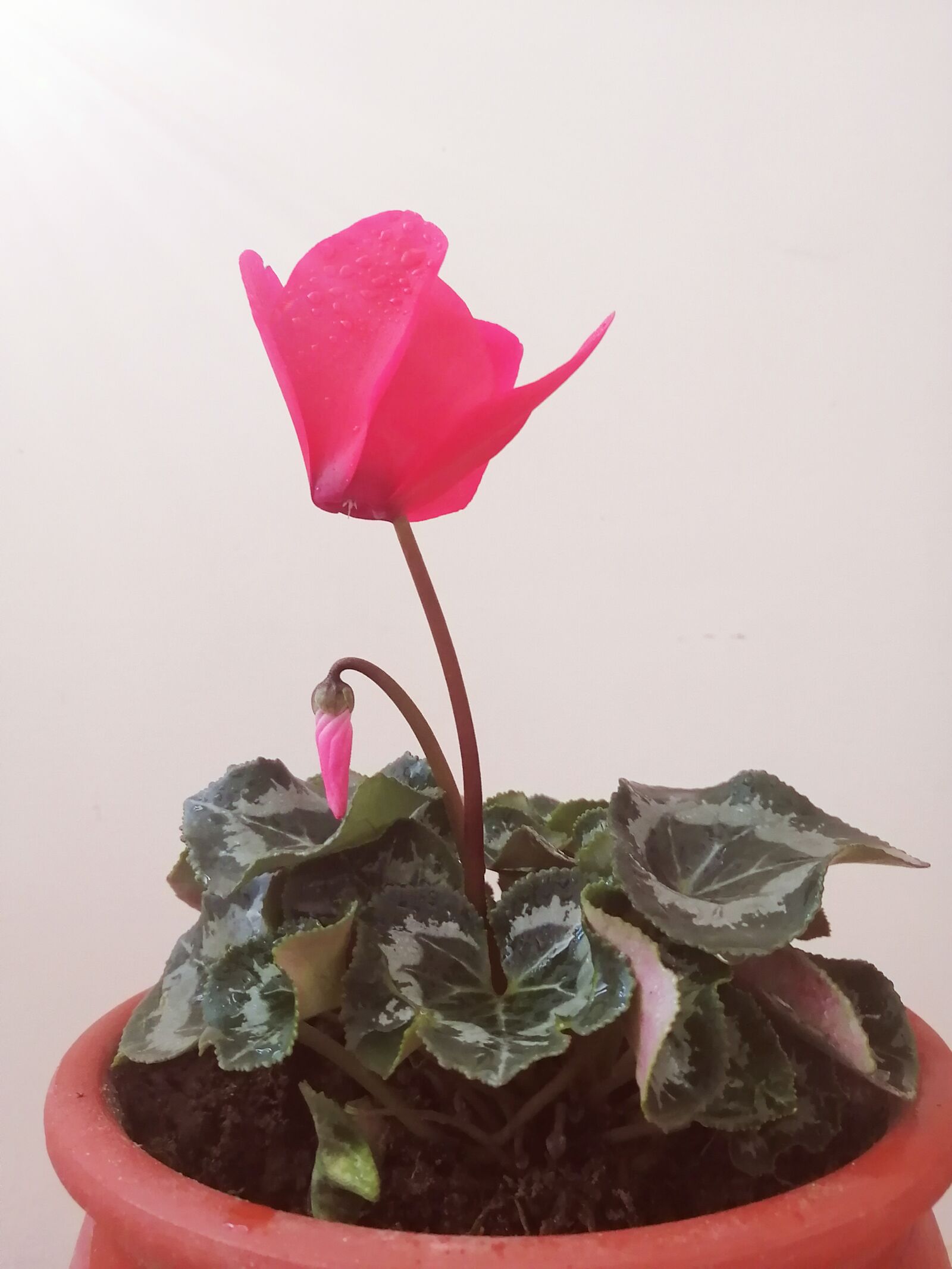 HUAWEI P30 LITE sample photo. Flowers, nature, flora photography
