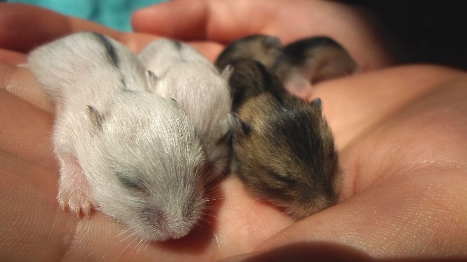 Samsung ES95 sample photo. Hamster pups, hamster, hamster photography