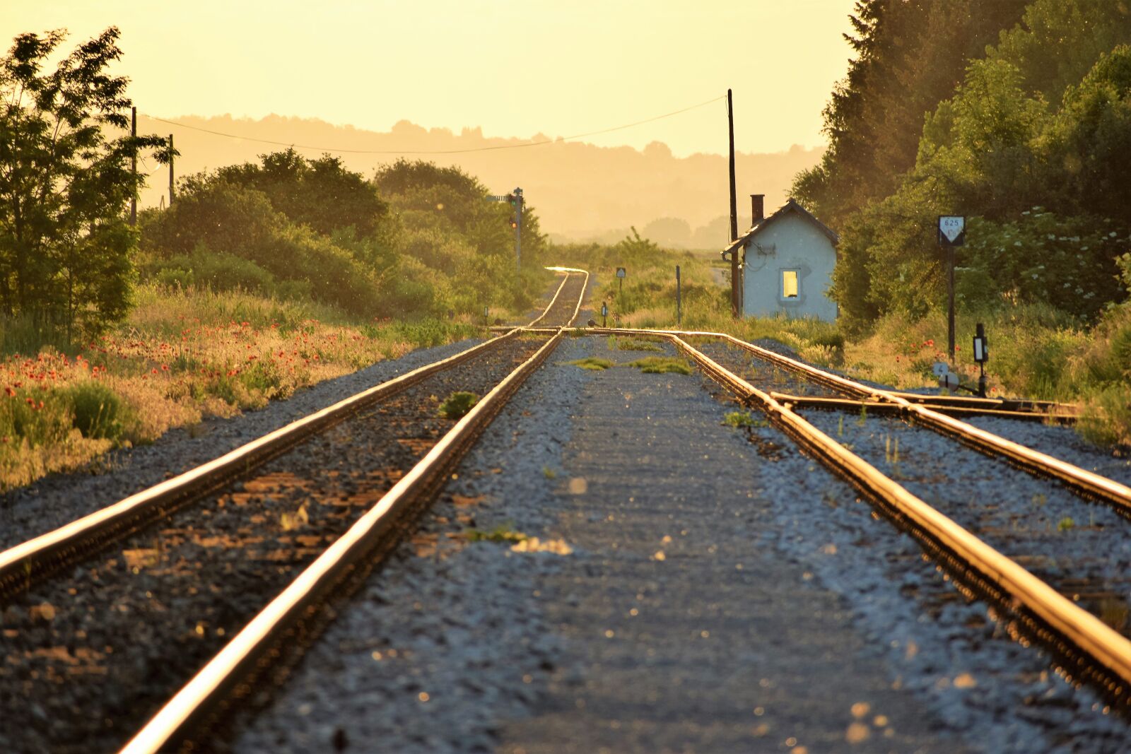 Nikon D3300 sample photo. Railway, red poppys, sunset photography