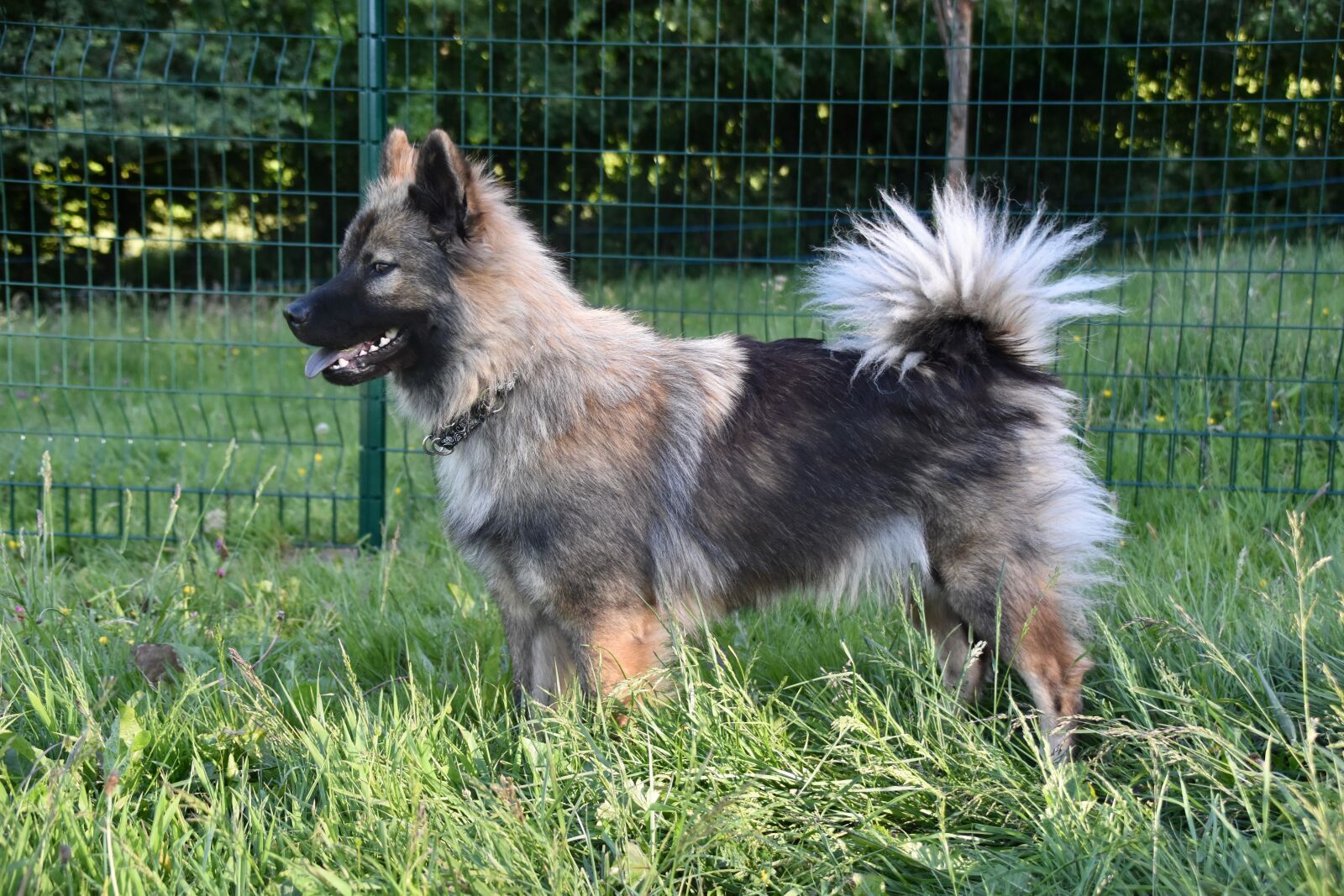 Nikon D5600 sample photo. Dog, dog eurasier, canine photography