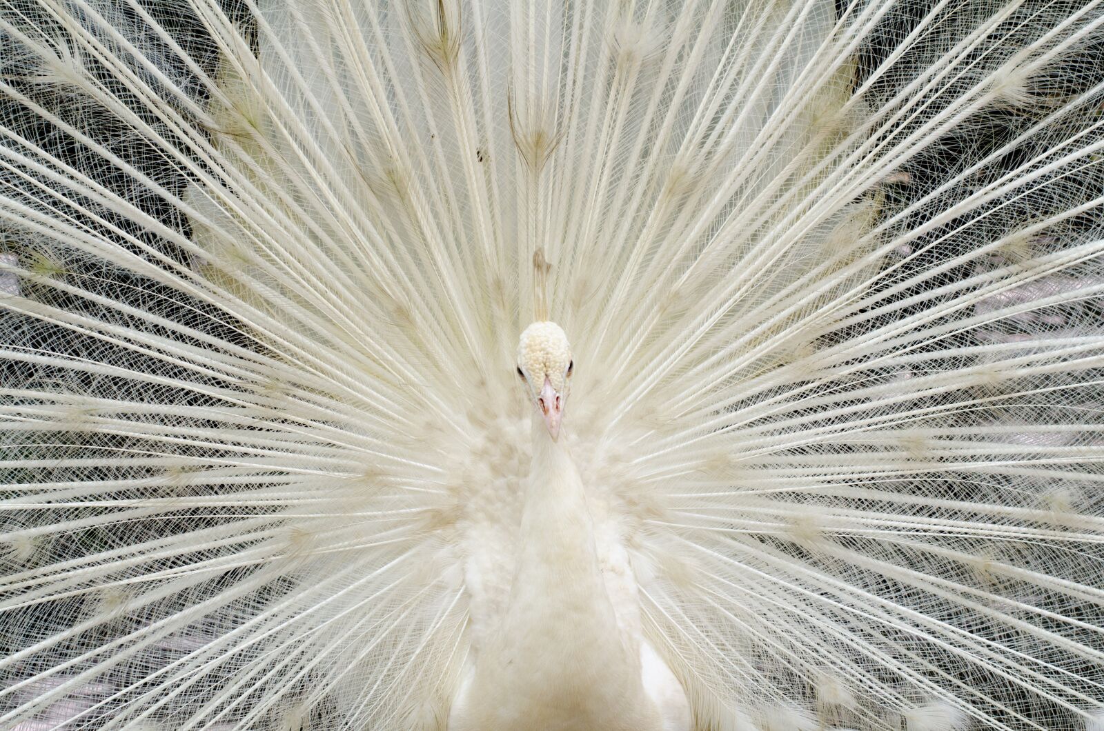Nikon D7000 sample photo. Beautiful white feather peacock photography