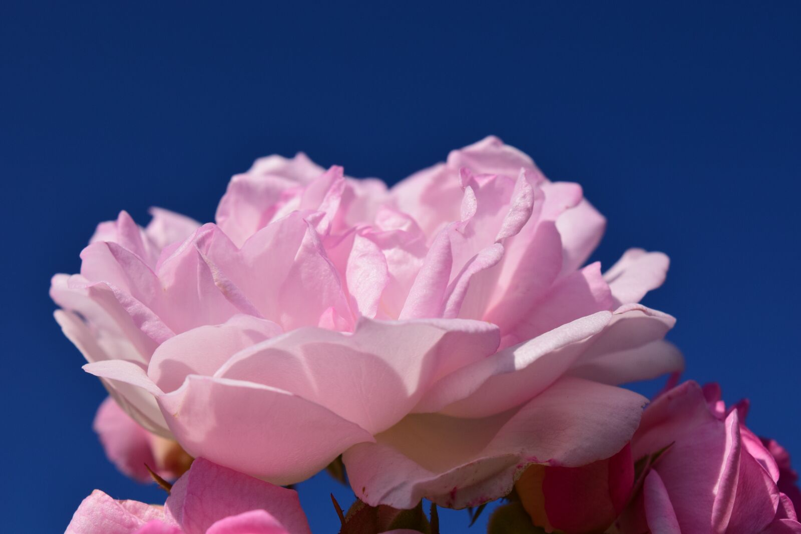 Nikon D3300 sample photo. Rose, pink, pink rose photography