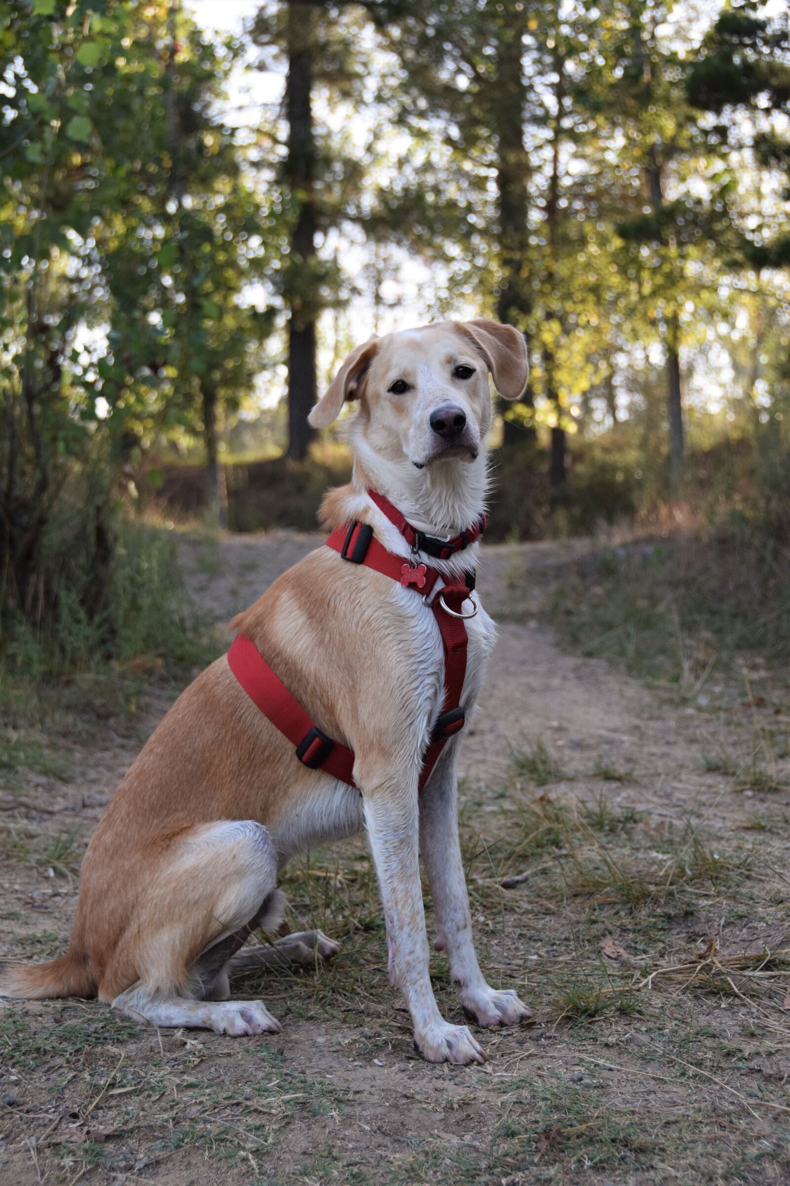 Nikon D5300 sample photo. Dog, animal, puppy photography