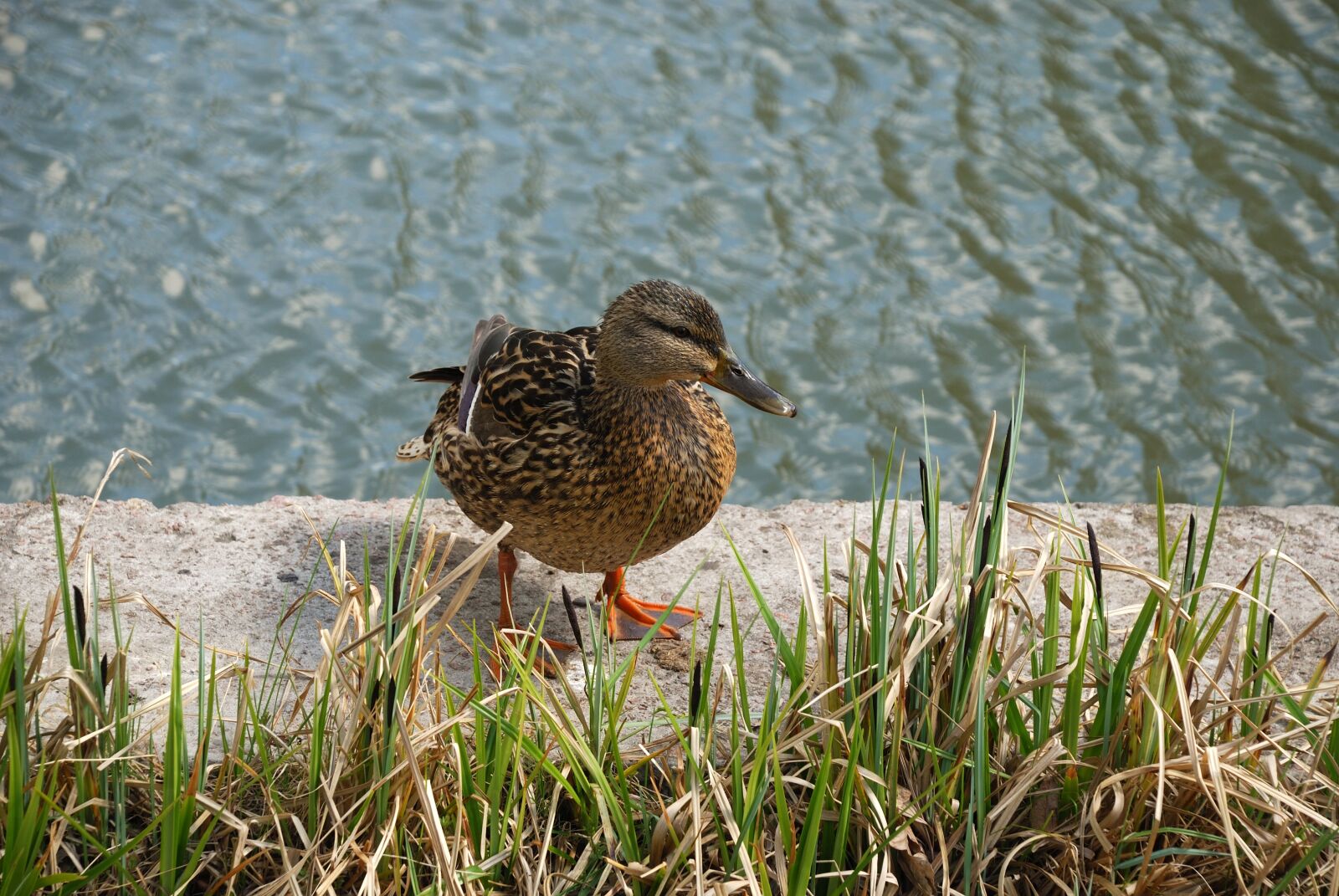 Nikon D80 sample photo. Duck, bird, animal photography