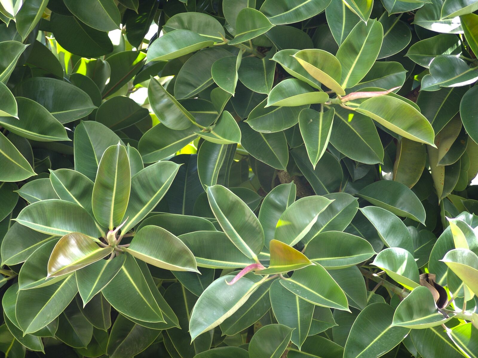 Sony DSC-F828 sample photo. Rubber tree, plant, green photography