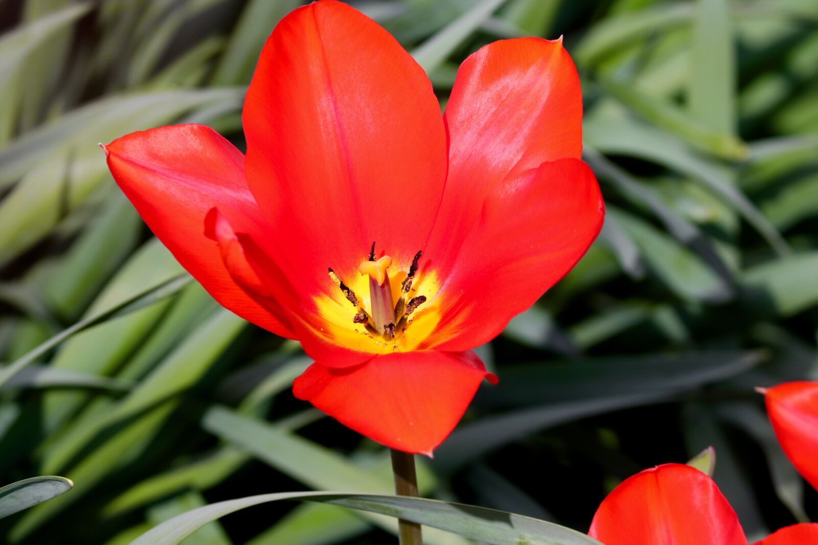 Canon EOS 200D (EOS Rebel SL2 / EOS Kiss X9) sample photo. Tulip, red, blossom photography