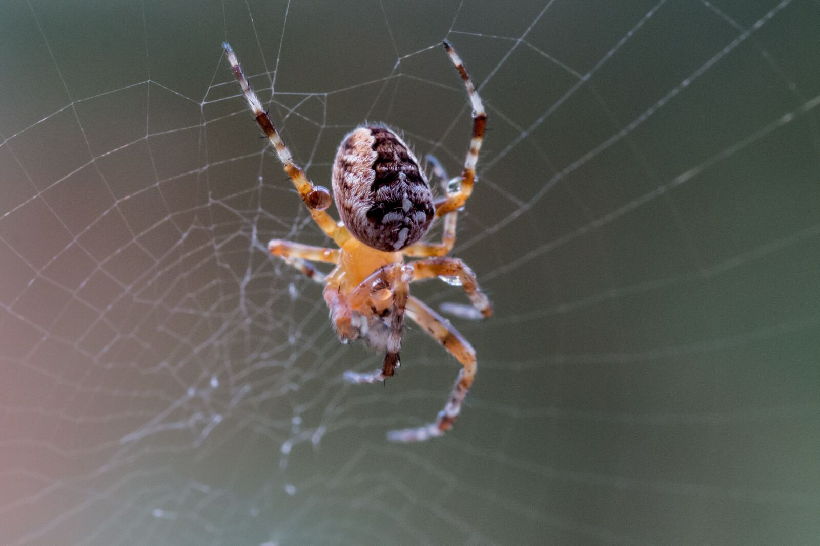 Canon EOS 70D sample photo. Garden spider, araneus diadematus photography