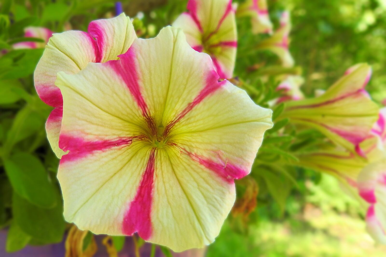 Nikon Coolpix P900 sample photo. Petunia, colorful, balcony plant photography