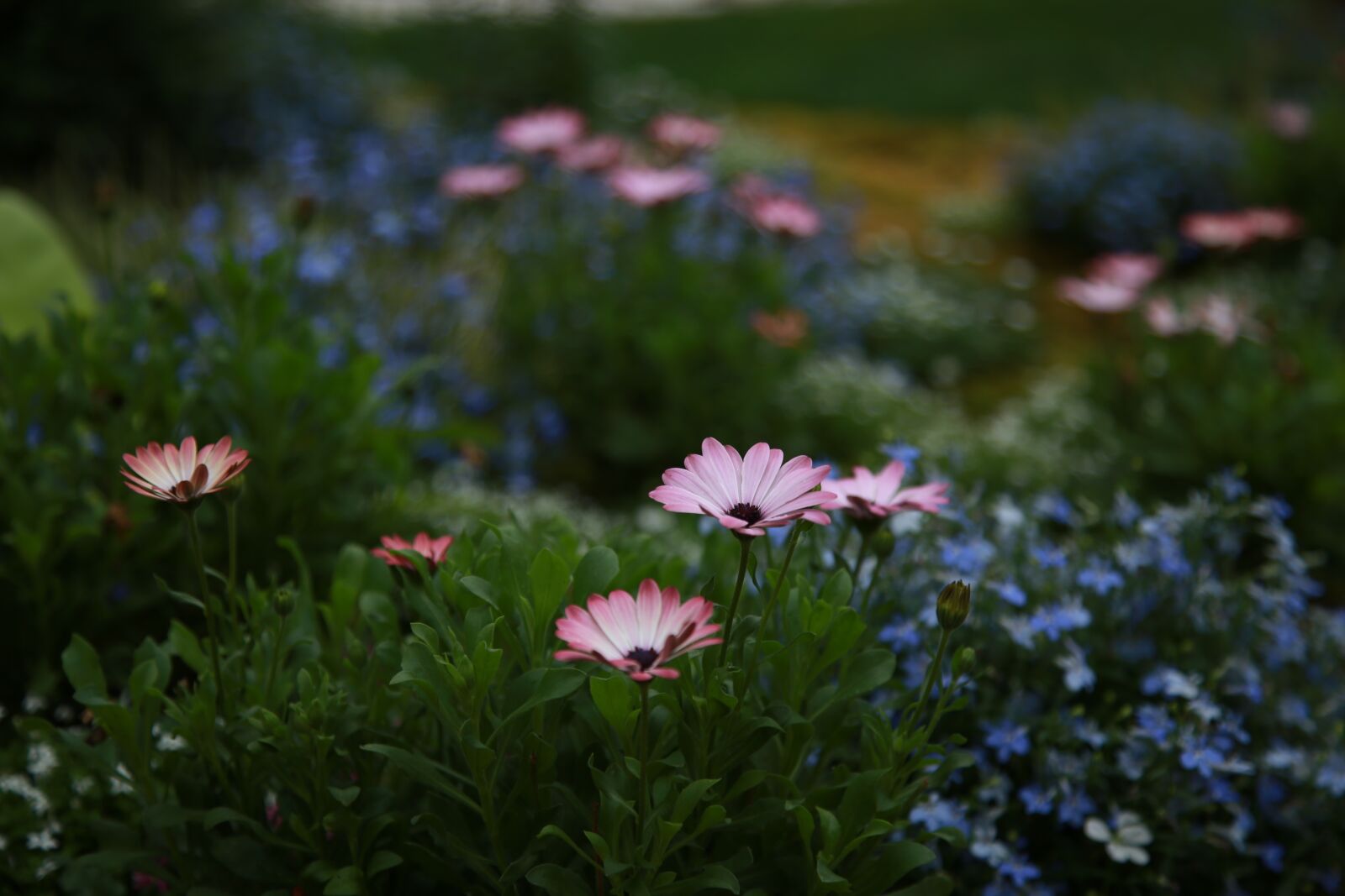 Canon EOS 6D + Canon EF 24-105mm F4L IS USM sample photo. Chrysanthemum, daisy, wildflower photography
