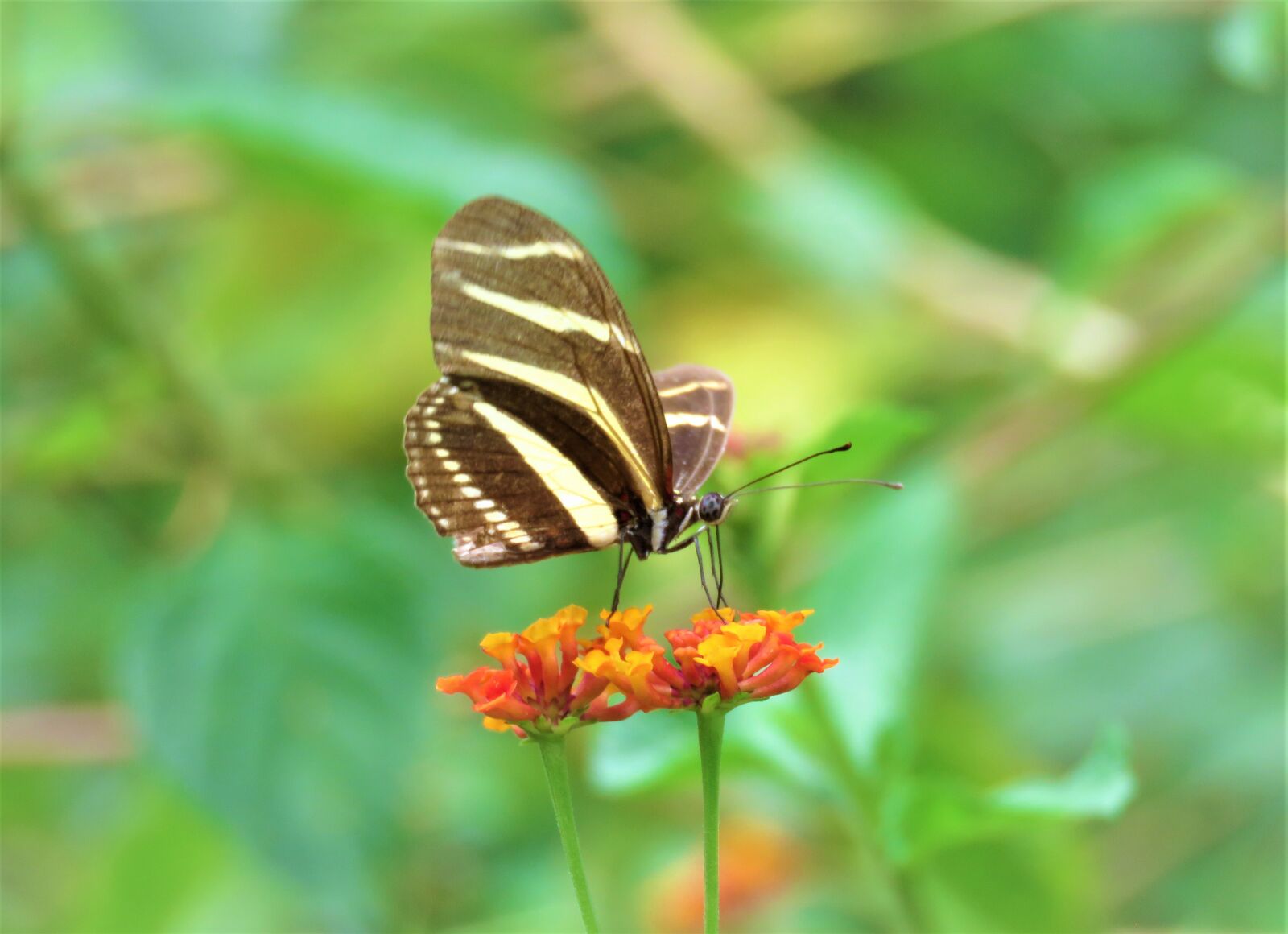 Canon PowerShot SX60 HS sample photo. Butterfly, flower, insect photography