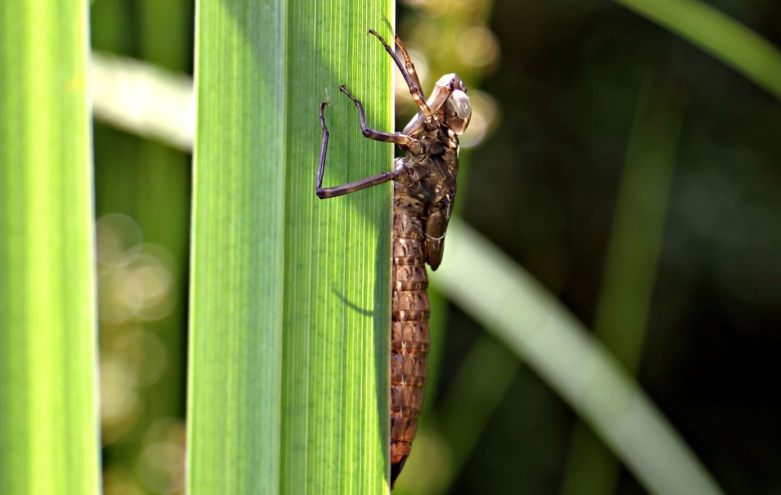 Canon EOS 550D (EOS Rebel T2i / EOS Kiss X4) sample photo. Dragonfly, dragonfly cocoon, cocoon photography