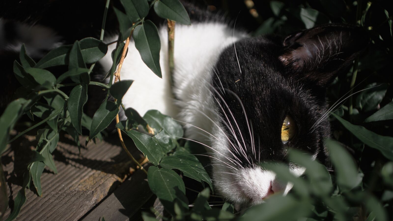 Fujifilm X-T2 sample photo. Cat, hunter, feline photography