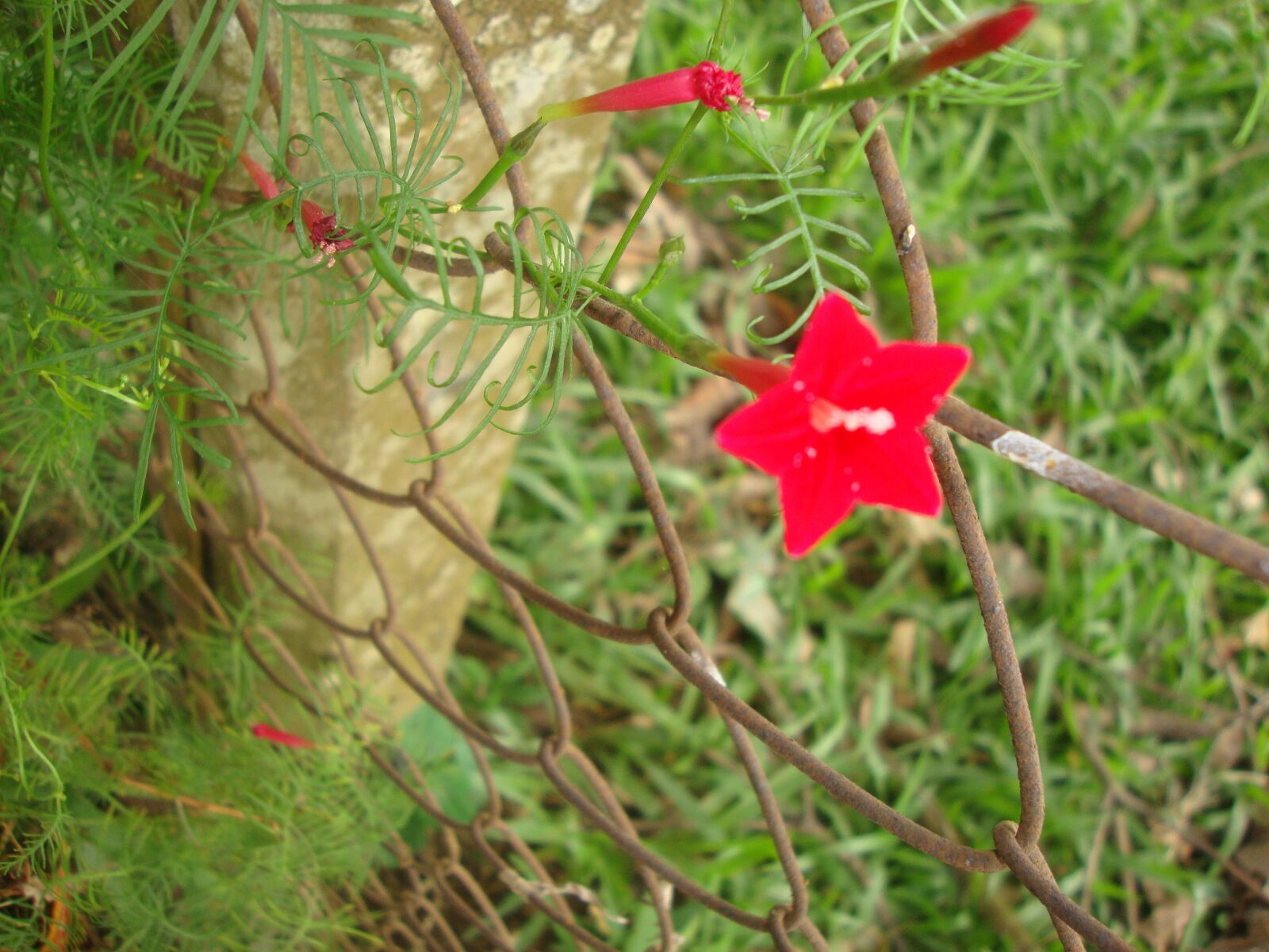 Sony DSC-W210 sample photo. Red, flower, nature photography