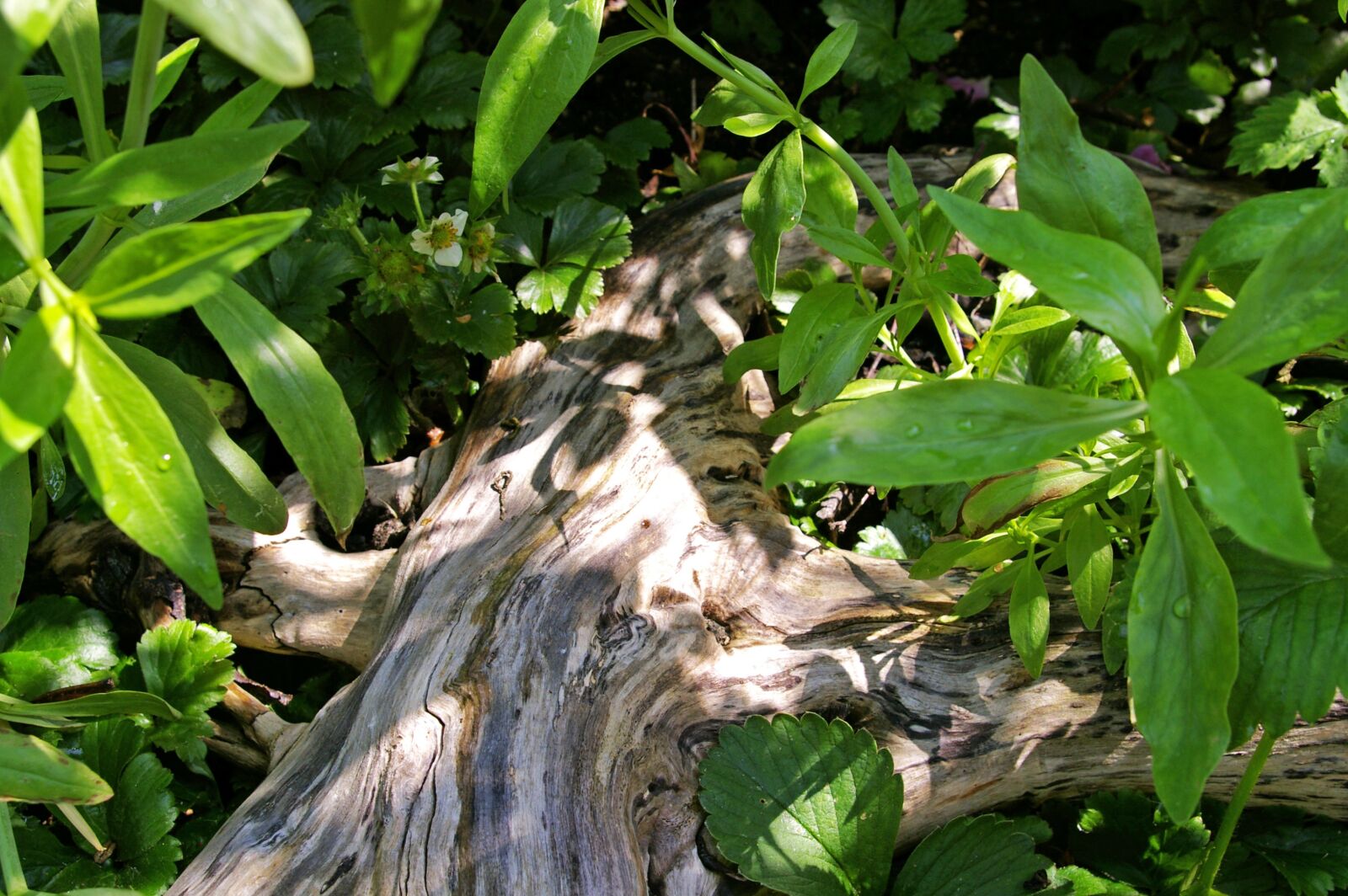 Pentax *ist DL2 sample photo. Tree root, light and photography