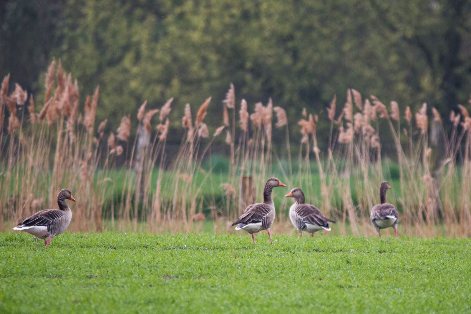 150-600mm F5-6.3 DG OS HSM | Contemporary 015 sample photo. Wild geese, goose, geese photography