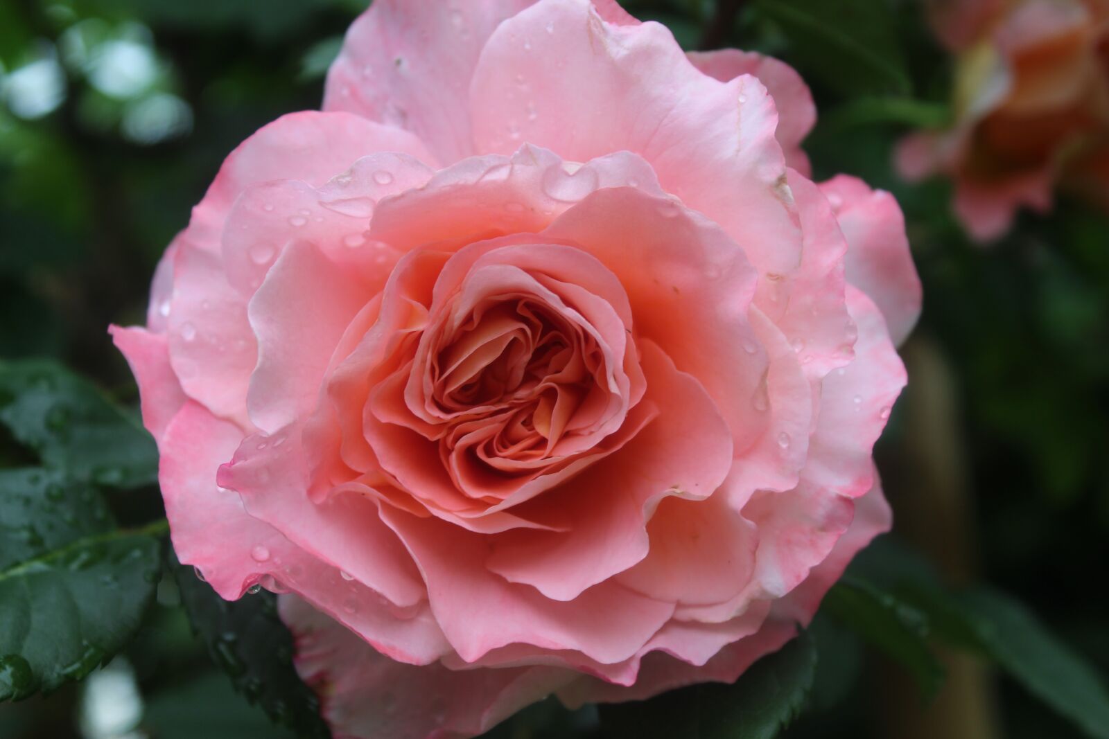 Canon EOS 1300D (EOS Rebel T6 / EOS Kiss X80) sample photo. Pink rose, tropical rain photography