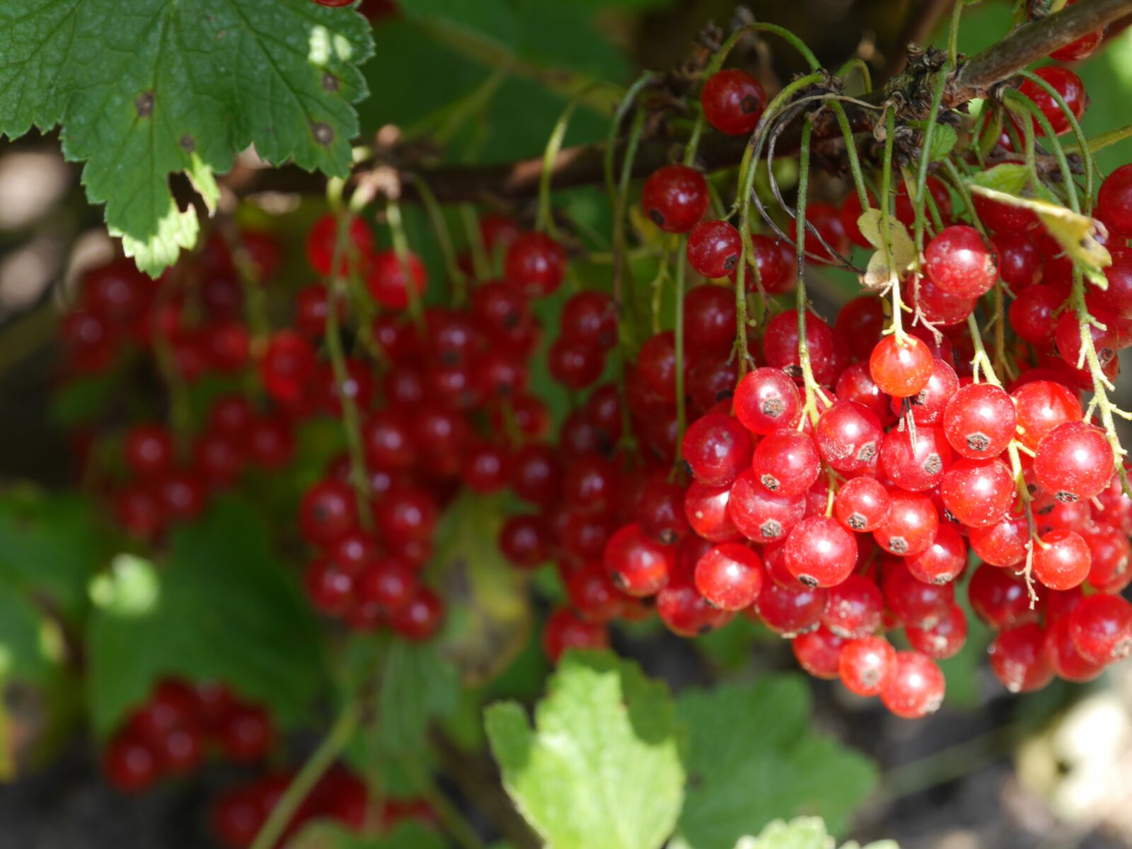Panasonic Lumix DMC-G6 sample photo. Berries, cranberry, fruit photography