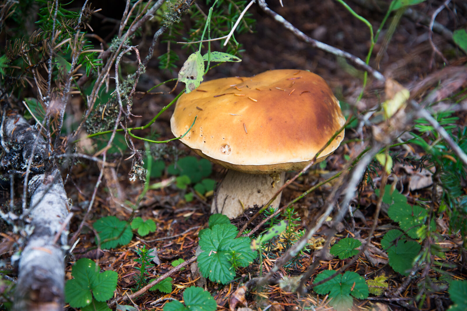 Nikon D600 sample photo. Boletus, close, up, fungus photography
