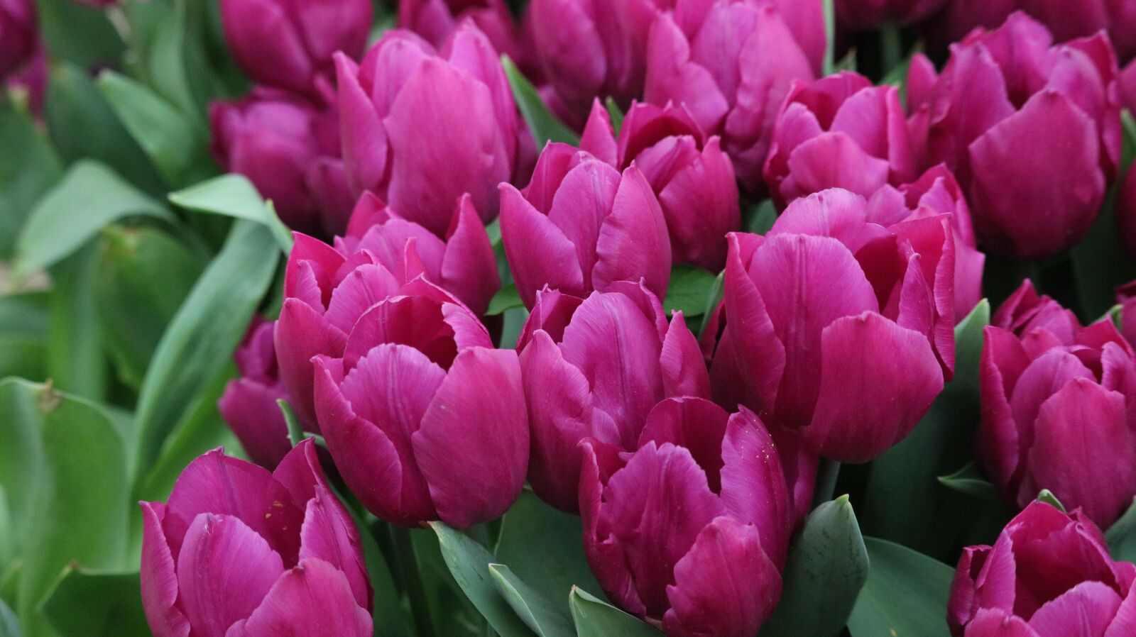 Canon EOS 750D (EOS Rebel T6i / EOS Kiss X8i) sample photo. Tulip, garden, flower photography