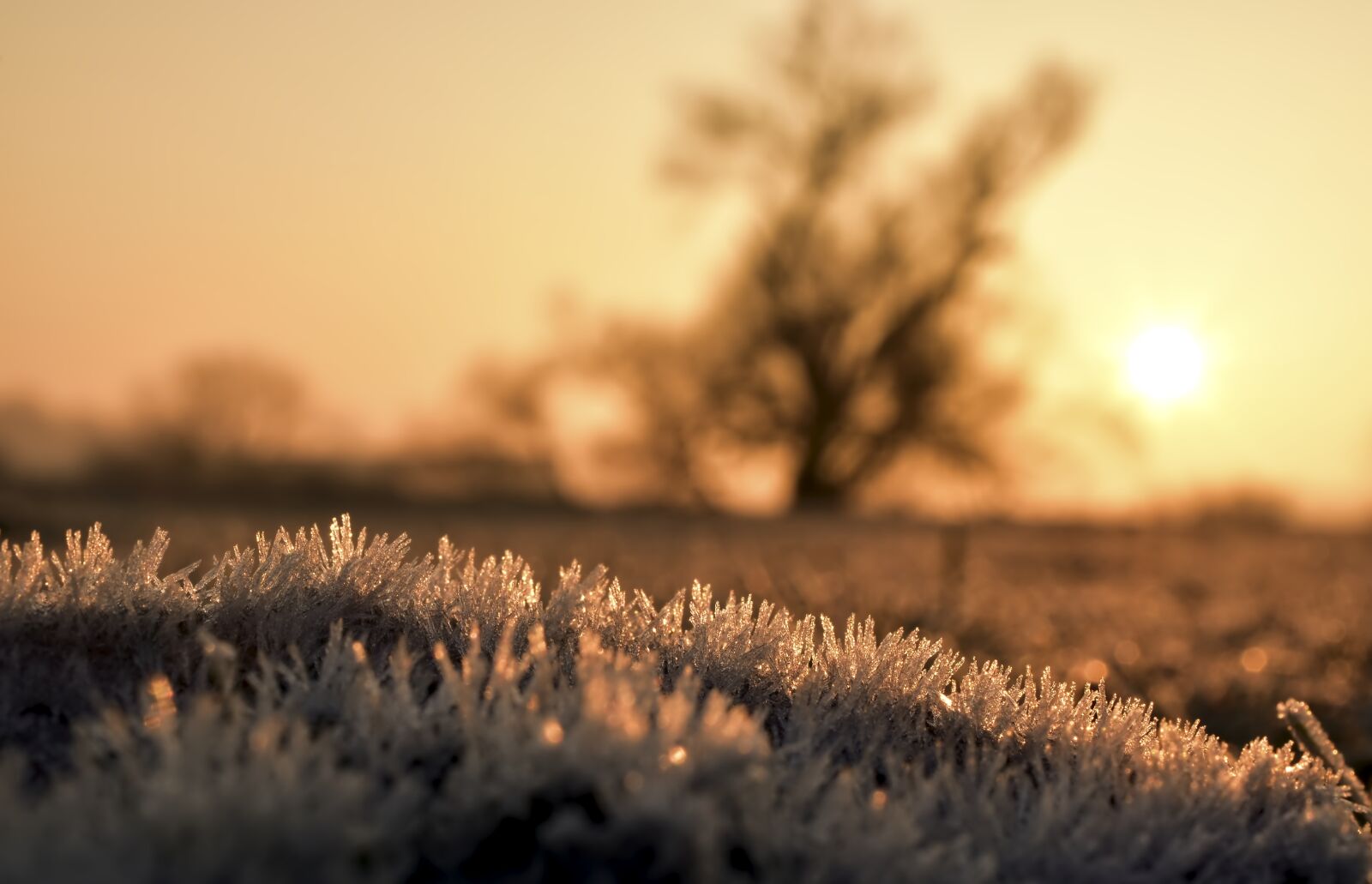 Nikon D5600 sample photo. Hoarfrost, ripe, ice photography
