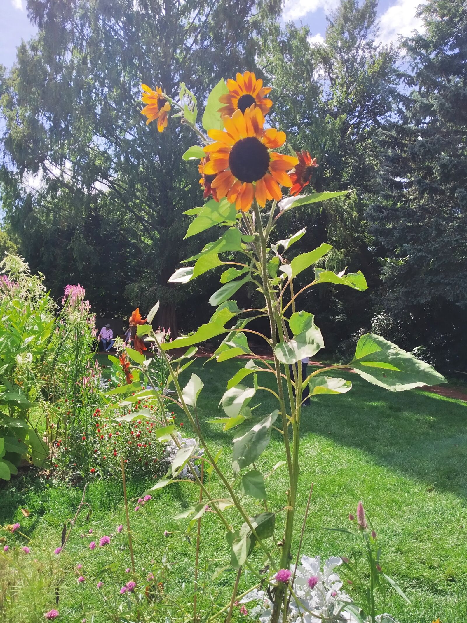 Xiaomi Redmi 7 sample photo. Sunflower, garden, nature photography