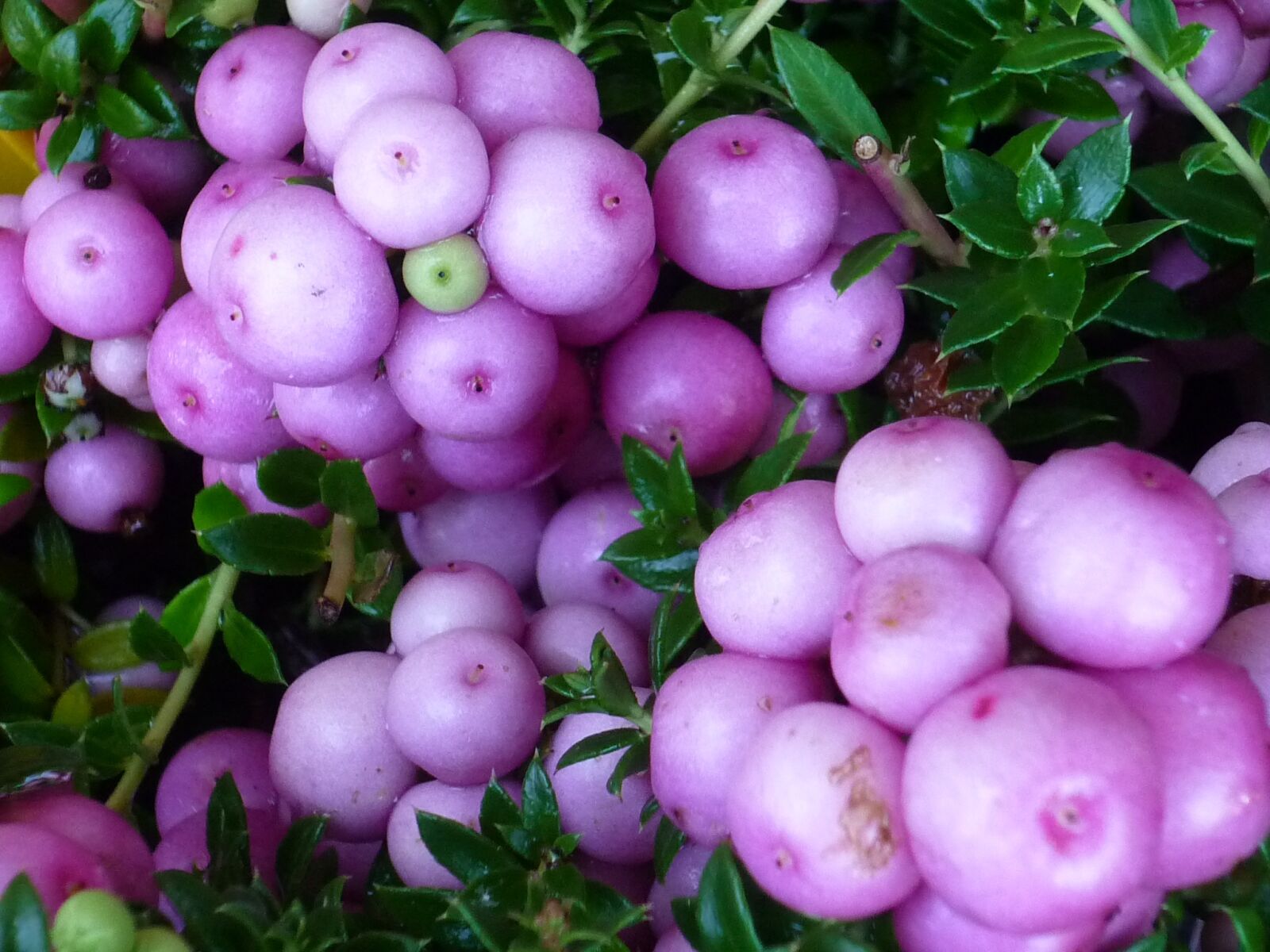 Panasonic Lumix DMC-FS6 sample photo. Fruits, white, purple photography
