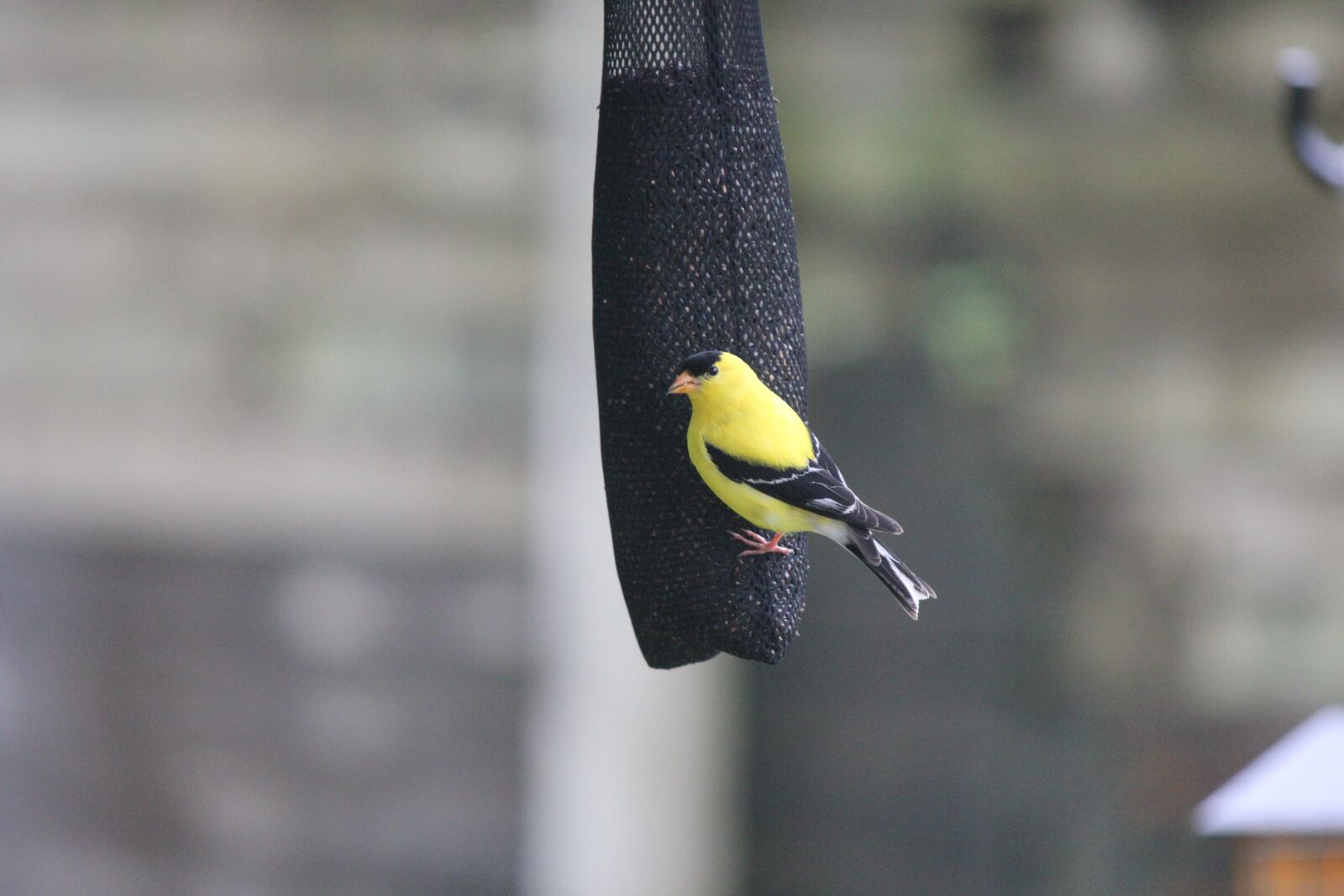 Canon EOS 600D (Rebel EOS T3i / EOS Kiss X5) sample photo. Bird, outdoor, yellow photography