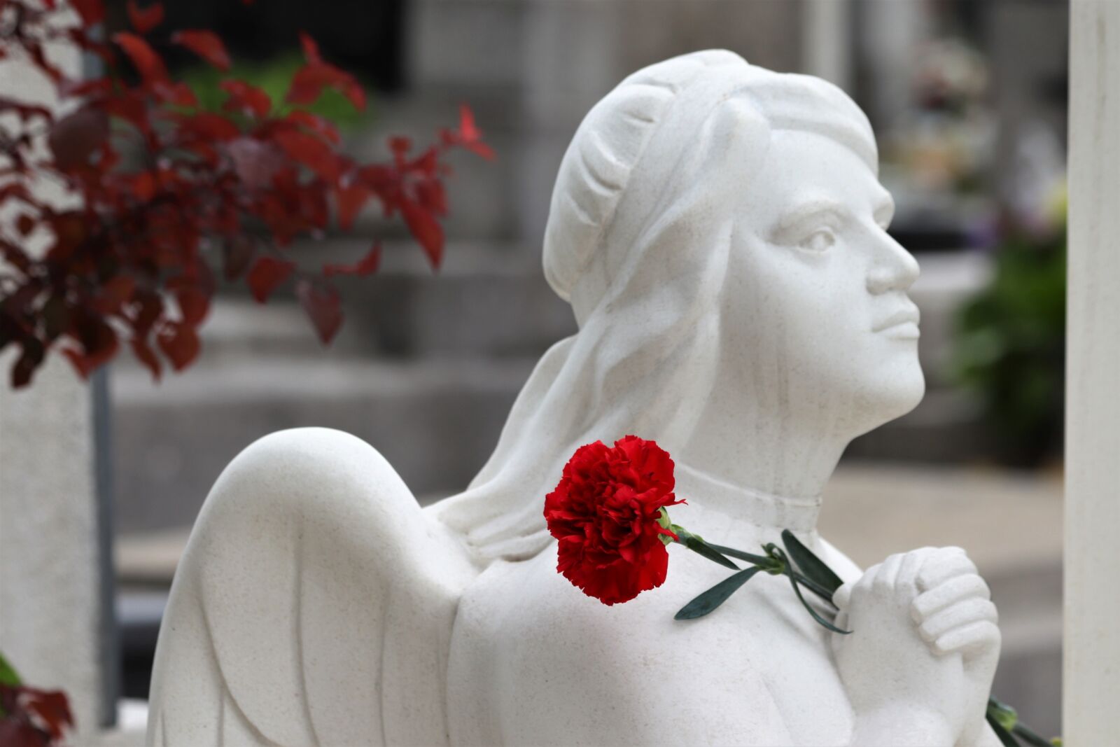 Canon EOS 200D (EOS Rebel SL2 / EOS Kiss X9) sample photo. Angel, praying, red carnation photography