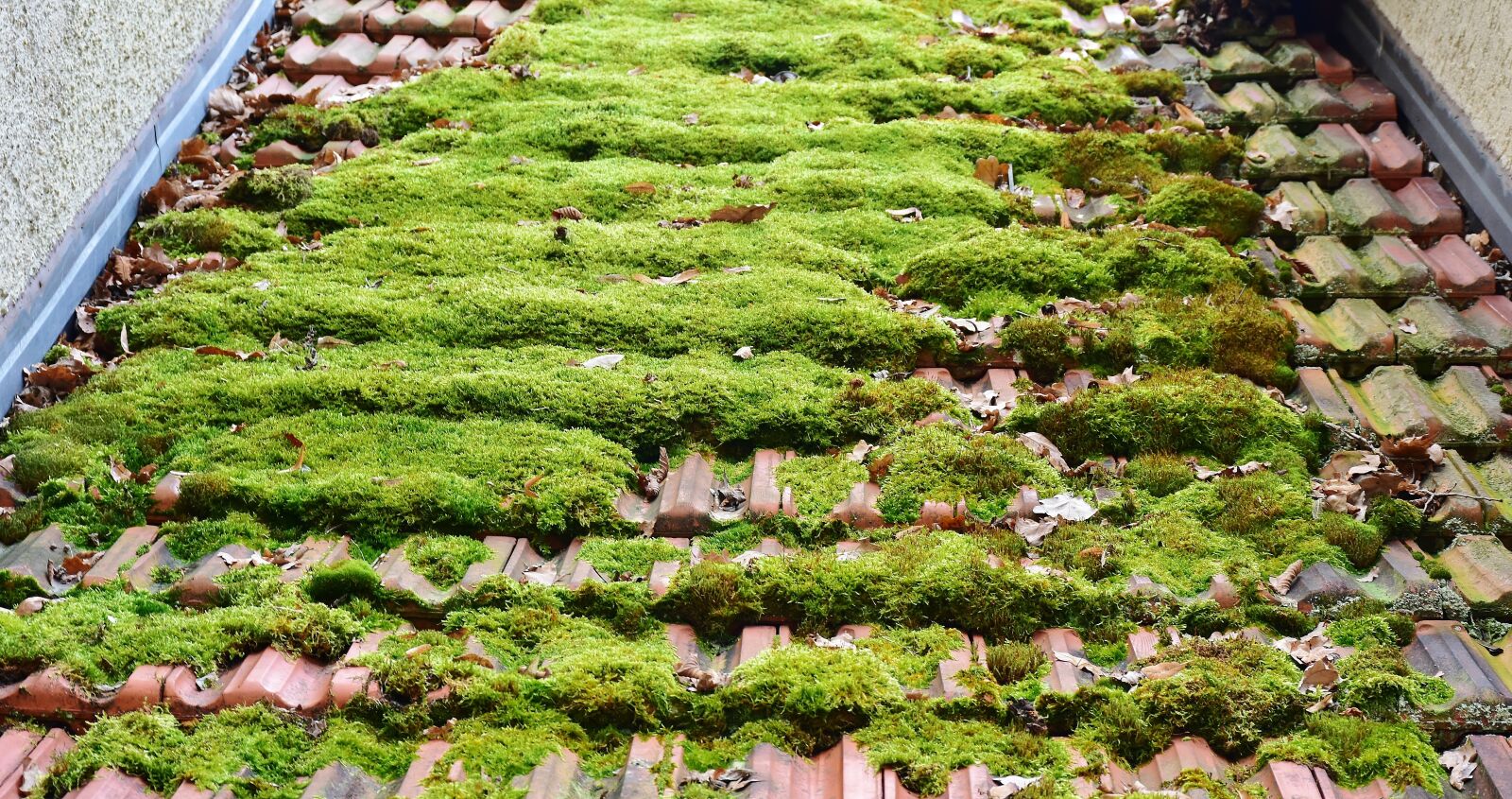 Nikon D7200 sample photo. Roof, brick, moss photography