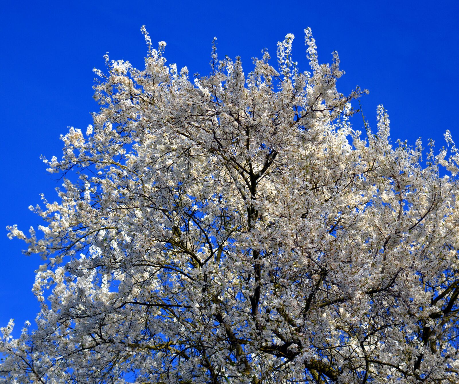 Nikon D3200 sample photo. Flowers, white flowers, white photography
