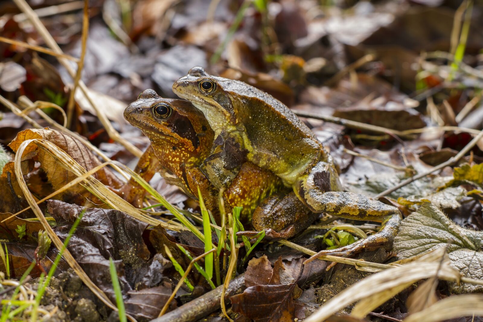 Canon EOS 7D sample photo. Frog, pairing, nature photography