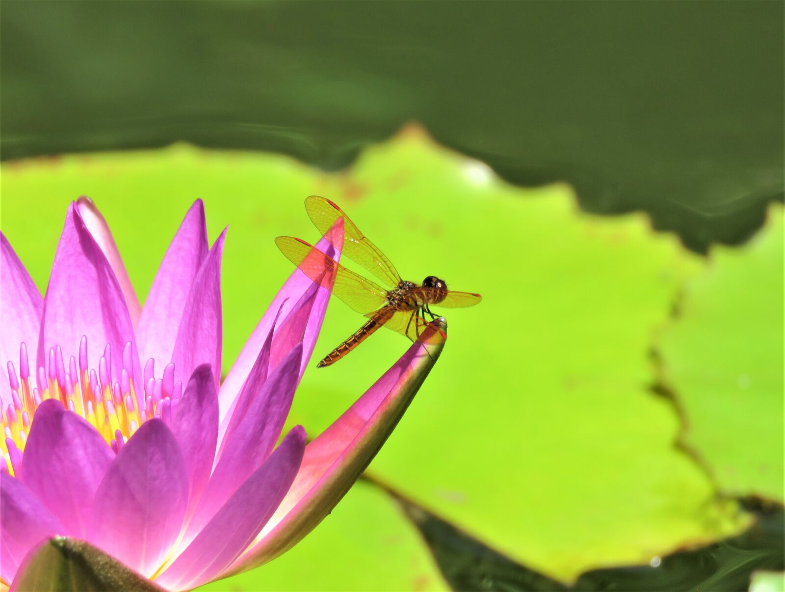 Canon PowerShot SX60 HS sample photo. Lotus, flower, pond photography