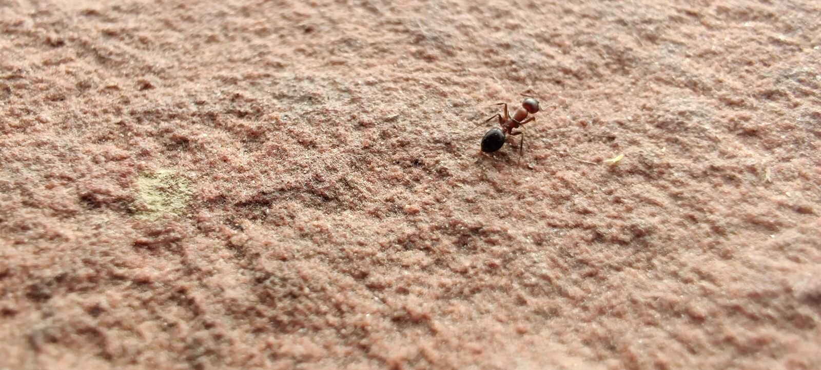OnePlus HD1901 sample photo. Ant, micro, summer photography