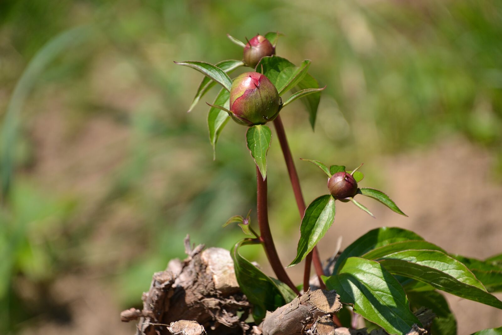 Nikon D3100 sample photo. Peony, plant, bud photography