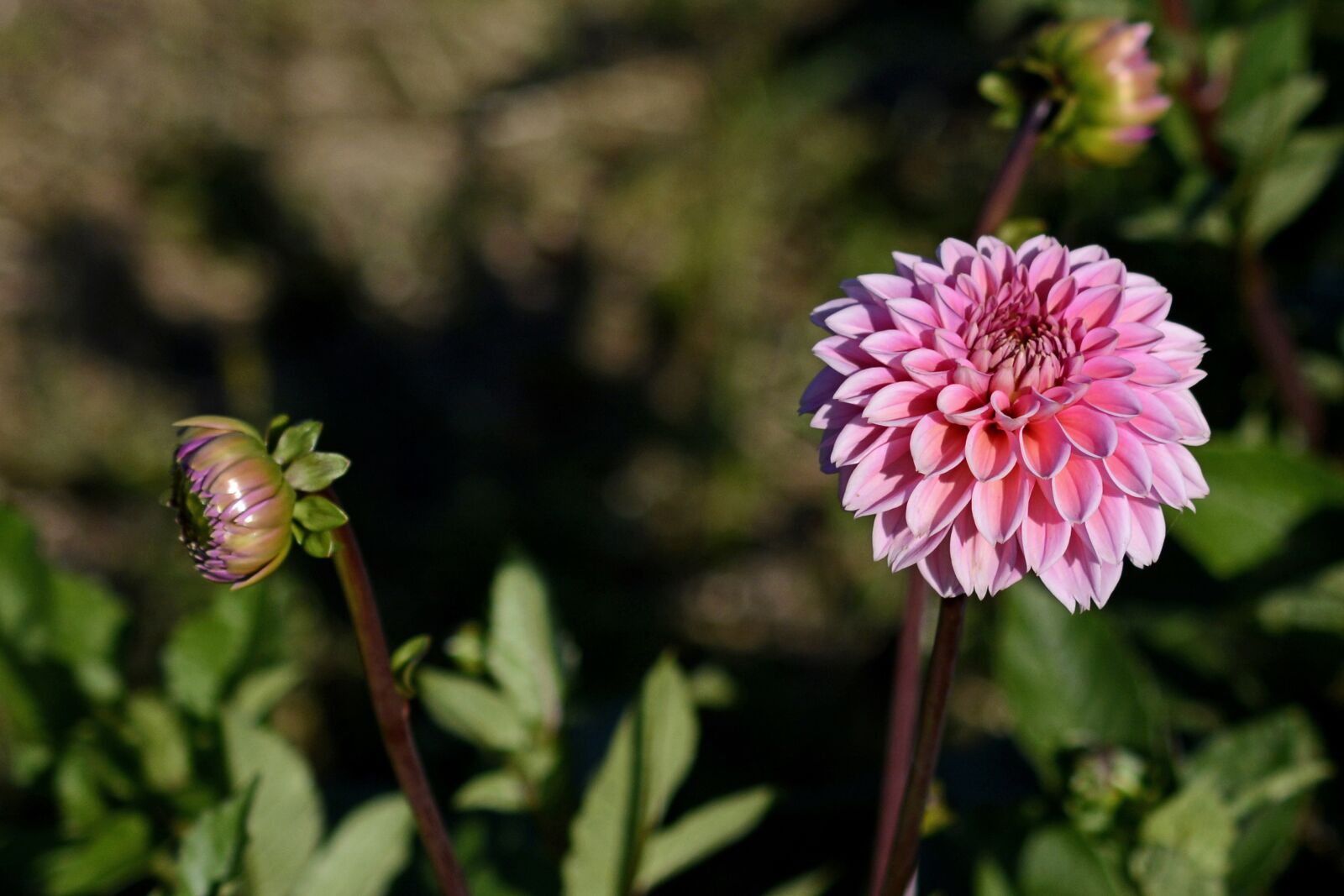 Nikon D7100 sample photo. Dahlia, flower, blossom photography