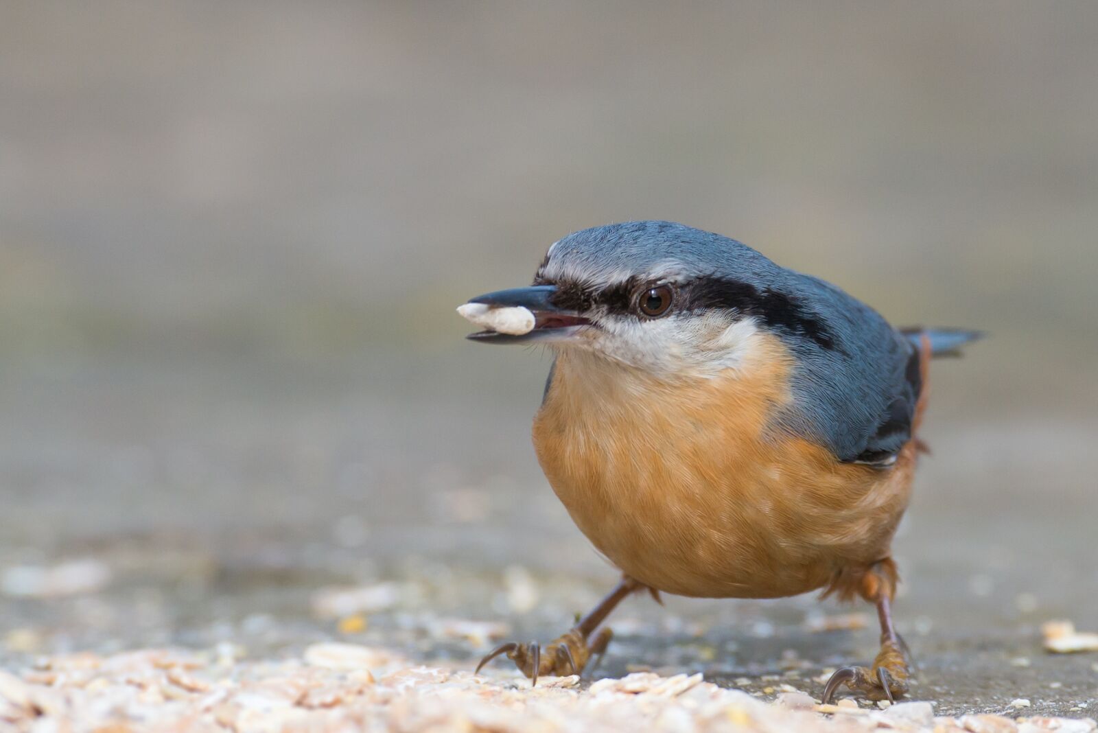 Nikon D800 sample photo. Kleiber, bird, sitta europaea photography