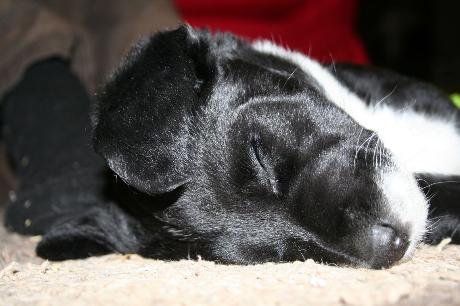 Canon EOS 350D (EOS Digital Rebel XT / EOS Kiss Digital N) sample photo. Puppy, cute puppy, canine photography