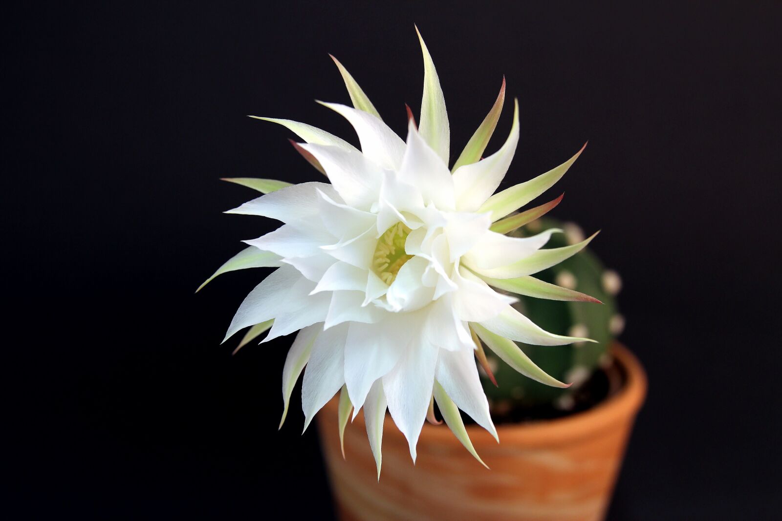 Canon EOS 600D (Rebel EOS T3i / EOS Kiss X5) sample photo. Flower, natural, nature photography