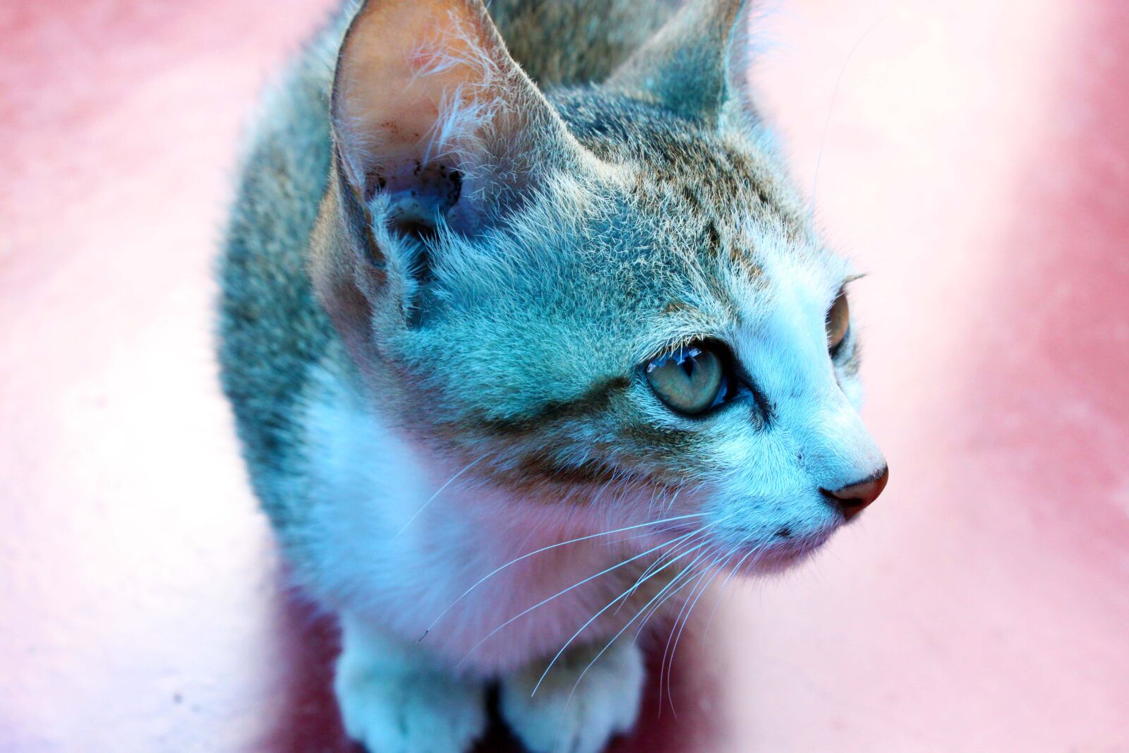 Canon EOS 500D (EOS Rebel T1i / EOS Kiss X3) sample photo. Animal, blue, eyes, cat photography