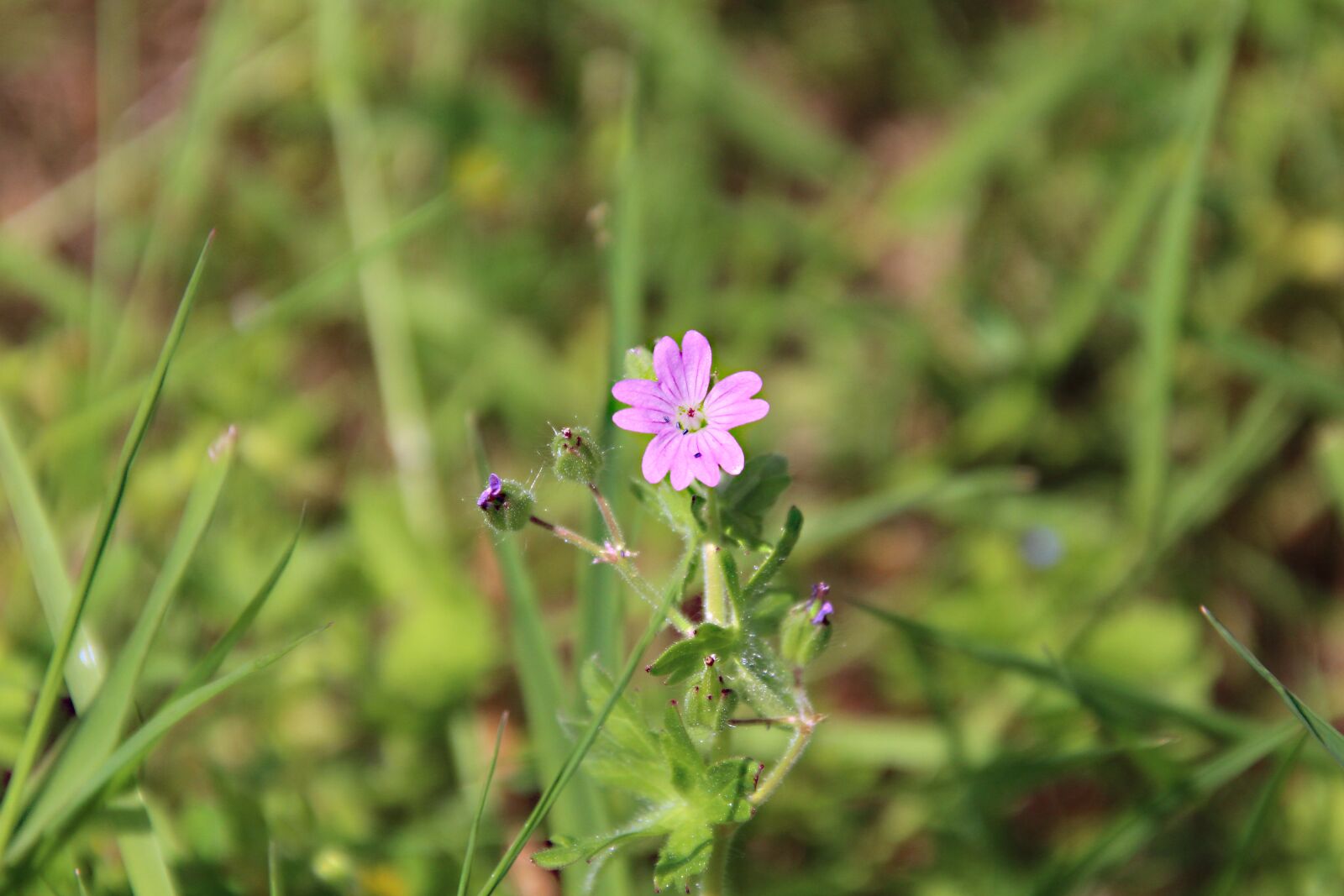 Canon EOS 700D (EOS Rebel T5i / EOS Kiss X7i) sample photo. Pointed flower, nature, plant photography