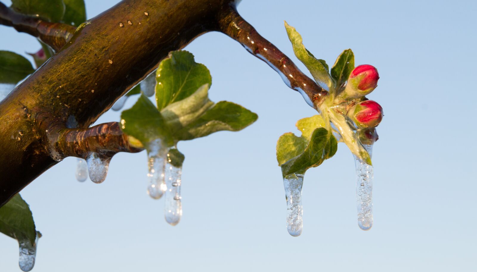 Canon EOS 60D sample photo. Nature, tree, plant photography