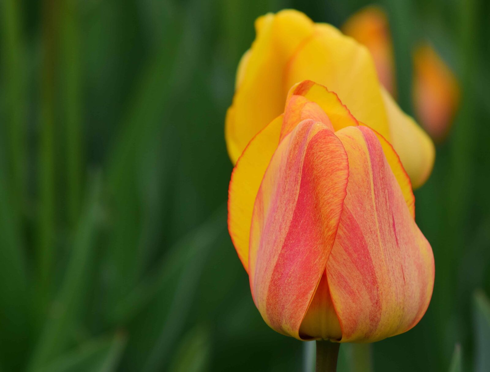 Nikon D3300 sample photo. Flower, summer, leaf, flora photography