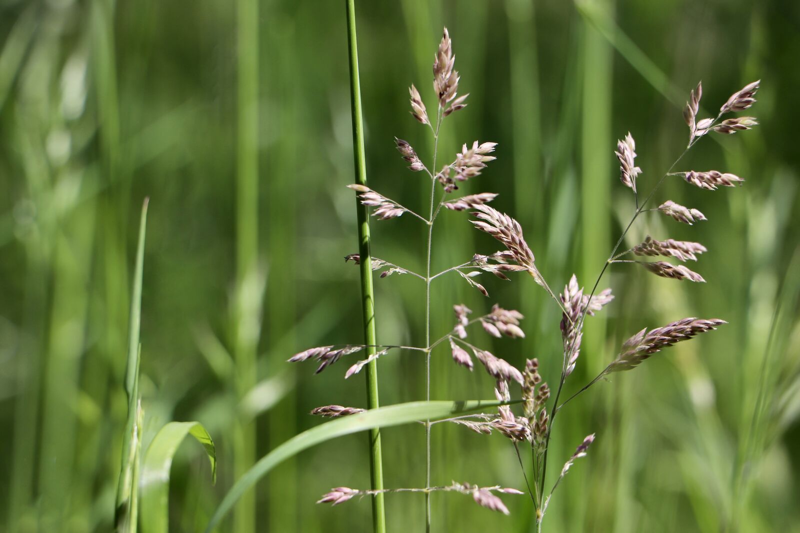Canon EF-S 18-135mm F3.5-5.6 IS USM sample photo. Grasses, blades of grass photography