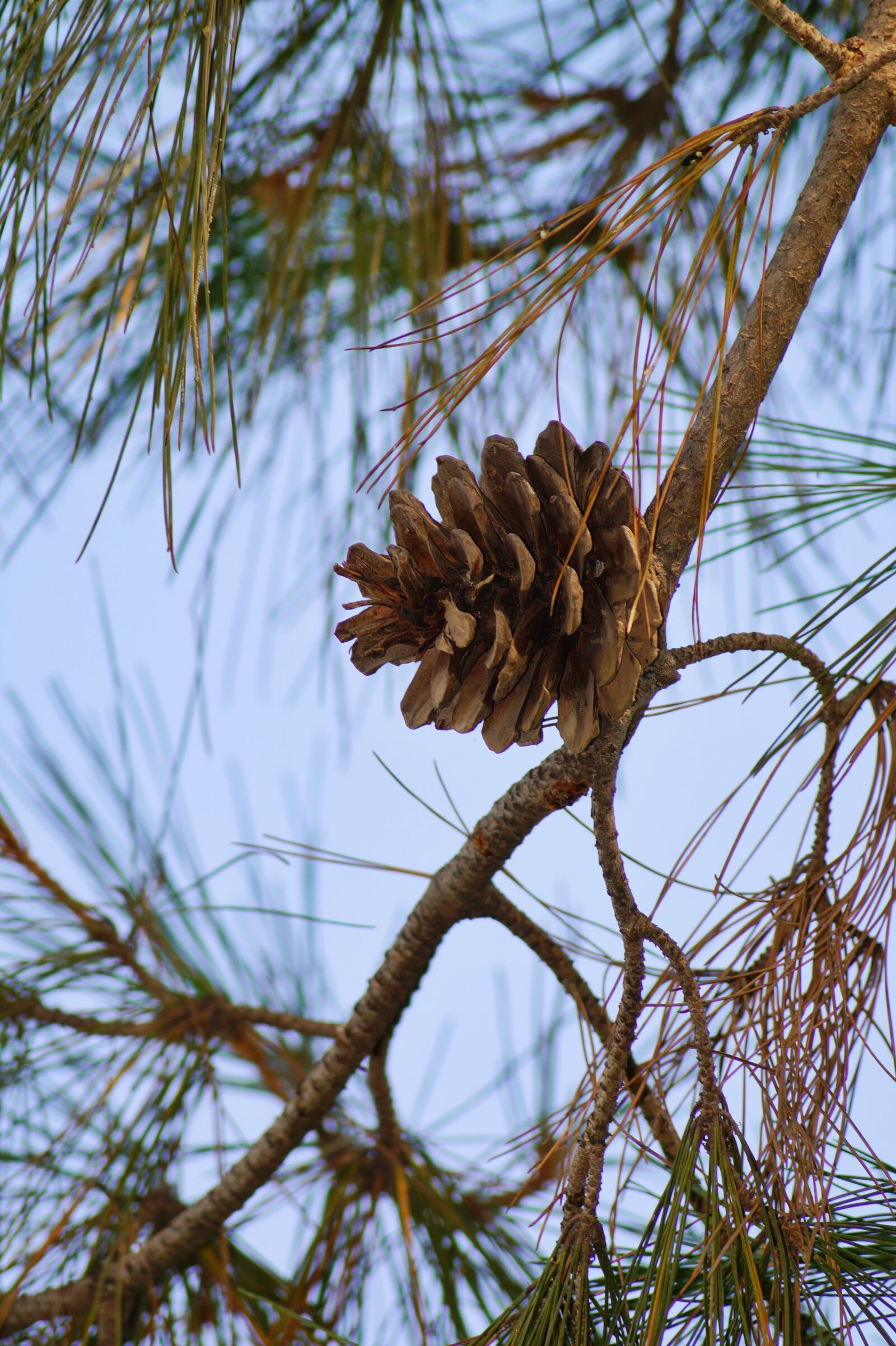 Sony SLT-A58 + Sony DT 55-200mm F4-5.6 SAM sample photo. Spring, tree, cone photography